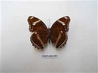 藏品(幻蛺蝶)的圖片